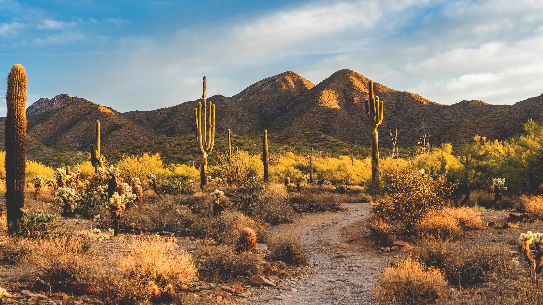 Desert landscape with saguaro cacti and a dirt trail leading toward sunlit mountains