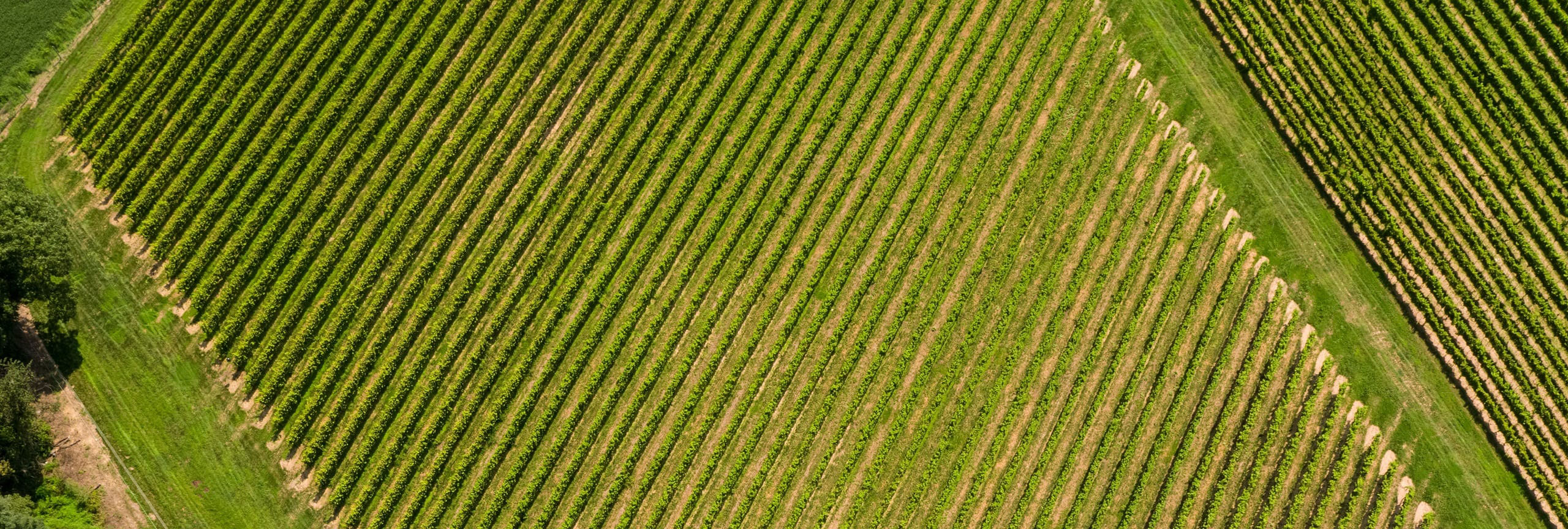 A birds-eye view of vast rows of bright green crops