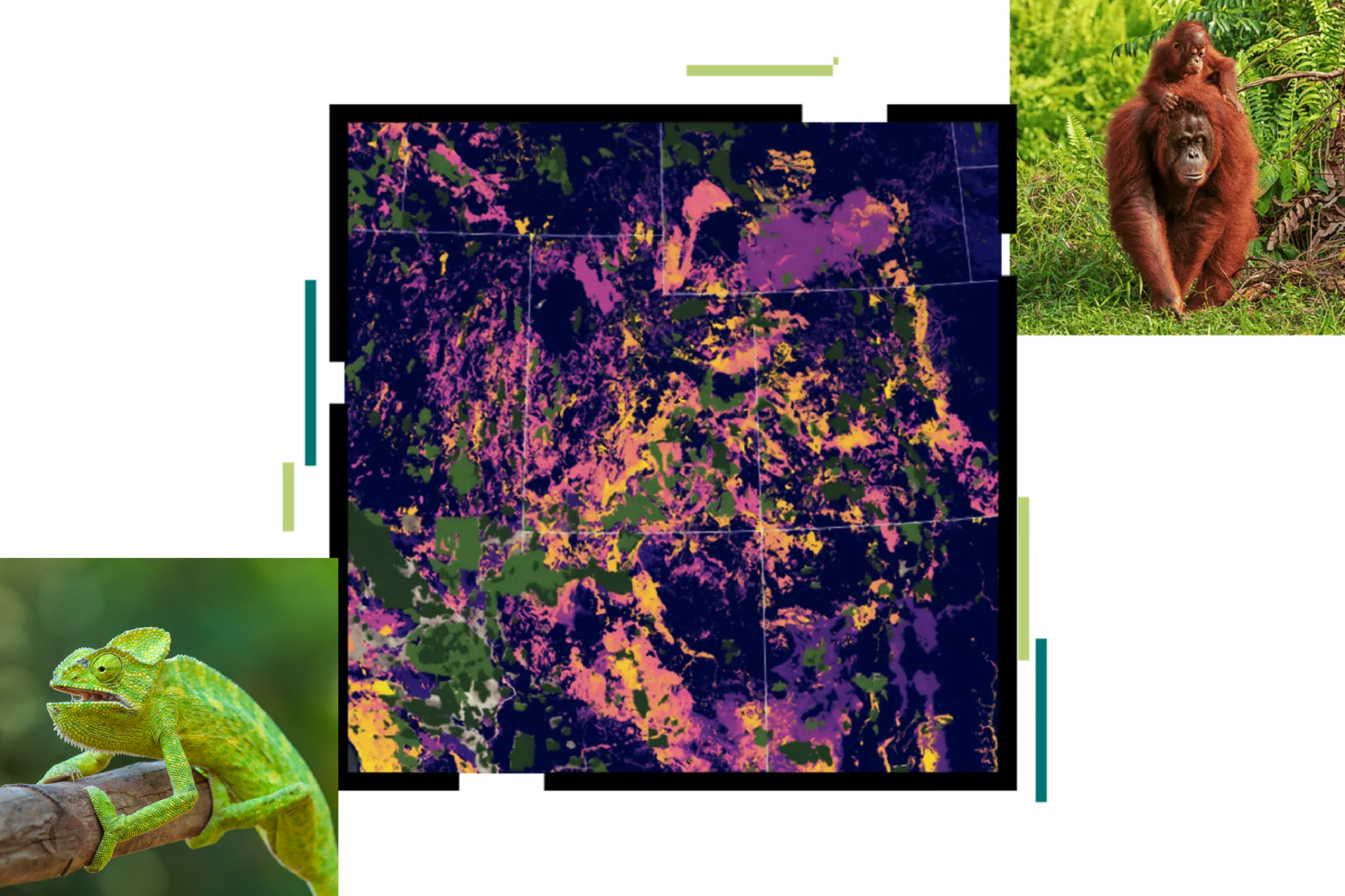 A collage with images of a chameleon, two orangutans, and a map with data shaded in purple, yellow, and green